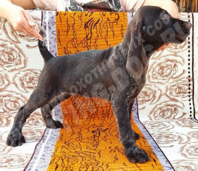 Щенок дратхаар